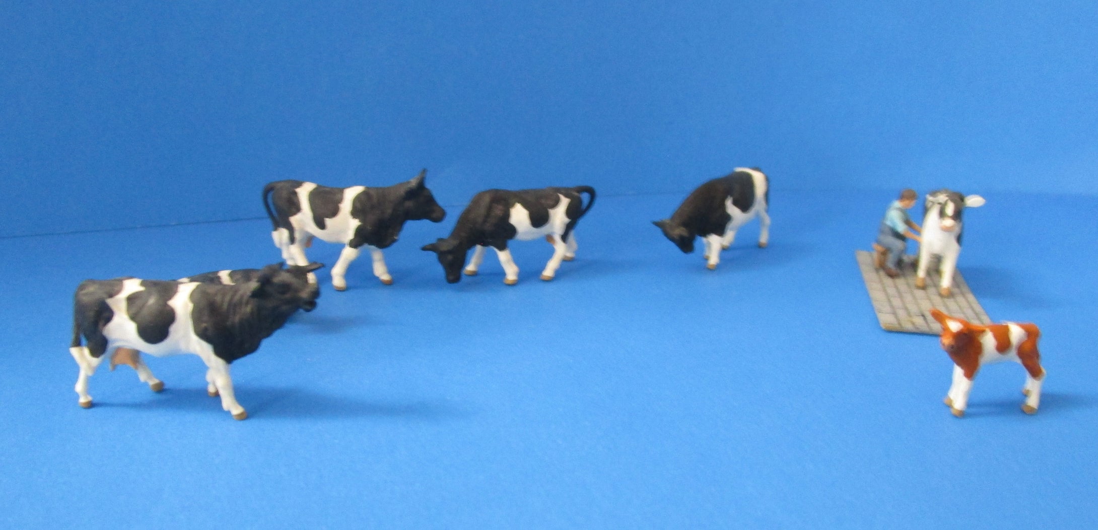 BP586 Cows and cow being milked - USED