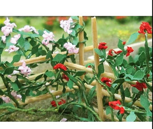 TA-00678 TASMA SCENICS Climbing Roses (6 per pack)