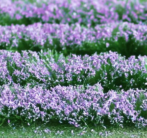 TA-00712 TASMA SCENICS Lavender - 25mm x 155mm sheet