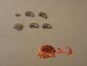 C54 P&D MARSH Pigs pack of 6 - N Gauge - unpainted